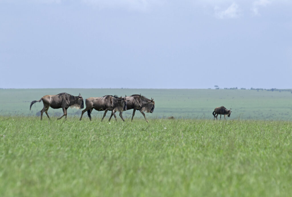 Grasslands