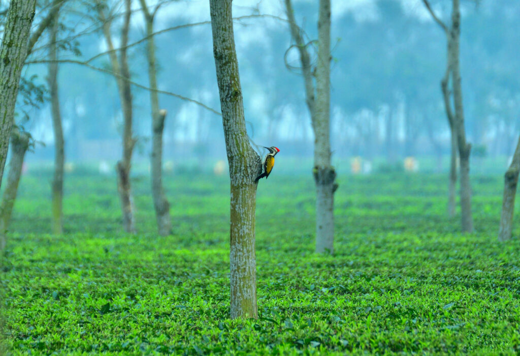 Gorumara - West Indian Woodpecker