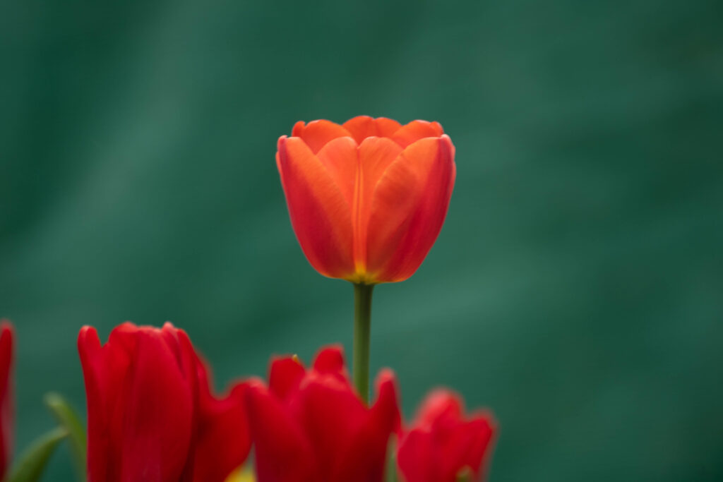 Tulip wo logo